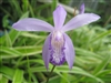 Bletilla striata v. coerulea