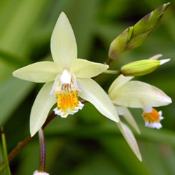 Bletilla ochracea