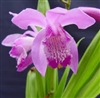 Bletilla striata