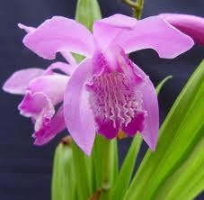 Bletilla striata