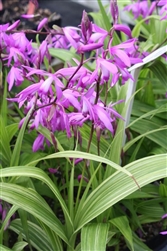 Bletilla striata v. variegata