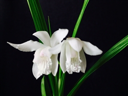 Bletilla striata v. alba