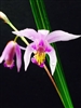 Bletilla yokohama 'Kate'