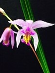 Bletilla yokohama 'Kate'