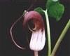 Arisarum proboscideum