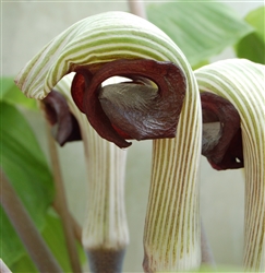 Arisaema ringens