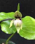 Cypripedium debile