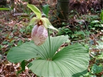 Cypripedium japonicum