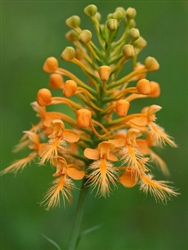 Platanthera ciliaris