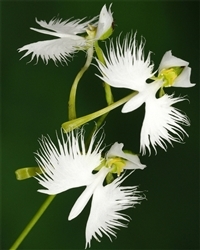 Pecteilis radiata variegated