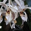 Stanhopea  assidensis