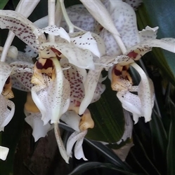 Stanhopea  assidensis