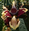 Stanhopea tigrina v. nigroviolacea