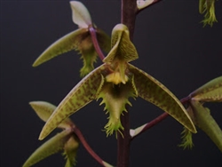 Catasetum blackii