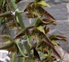 Catasetum cernuum