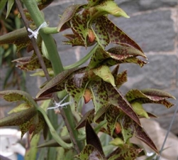 Catasetum cernuum