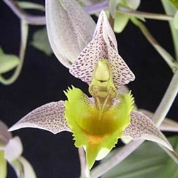 Catasetum fimbriatum