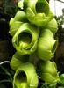 Catasetum planiceps