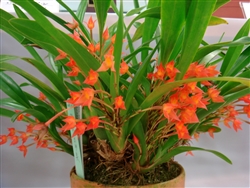 Maxillaria coccinea