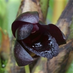 Maxillaria schunkeana