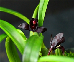 Maxillaria schunkeana