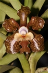 Vanda brunnea