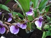 Zygopetalum maxillare