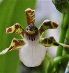 Zygopetalum microphytum