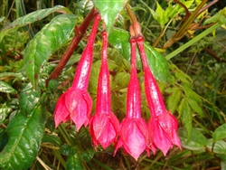 Fuchsia loxensis