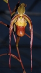 Phragmipedium Les Dirroulles