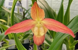 Phragmipedium QF Volcano Joy (Eric Young x QF Red Wings)