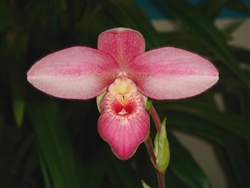 Phragmipedium Rosy Charm