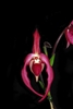 Phragmipedium Ruby Slippers (besseae x caudatum)