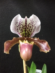 Paphiopedilum Doll's Kobold