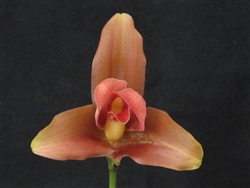 Lycaste Gamora Desire