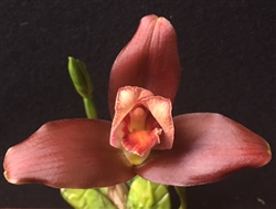 Lycaste Gamora Vanity