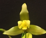 Lycaste Hawaii Lass