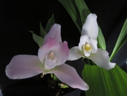 Lycaste Athanacia