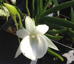 Angraecum ([leonis x Lemforde White Beauty] x scottianum)