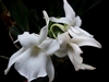 Angraecum magdalenae