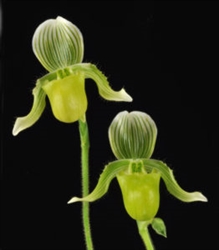 Paphiopedilum fowliei v. christianae