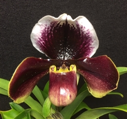 Red XL Lady Slipper Orchid Gift