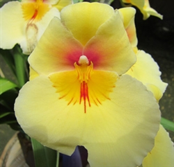 Yellow Miltonia Orchid Gift