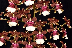 Oncidium Kilauea