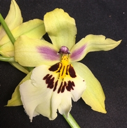 Odontocidium Sunlight 'Pesky Panther'