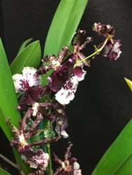 Odontocidium Burgundian 'Too Sweet'