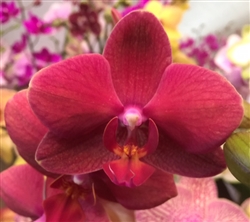 Phalaenopsis Orchid Gift