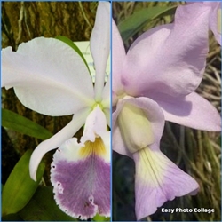 Cattleya Brazilian Jewel v. coerulea 'Hsinying Azul' x warneri v. coerulea FCC/AOS