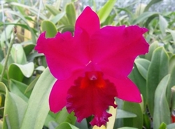 Rlc. Hsinying Scarlet 'Ching Hua'