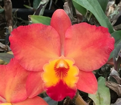 Rlc. Little Toshie 'Gold Country' AM/AOS x C. Circle of Life 'New Ace' AM/AOS